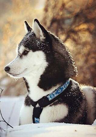 Алмазная мозаика на холсте ГРАННИ арт.Ag466 Хаски 20х30см Алмазная мозаика на холсте ГРАННИ арт.Ag466 Хаски 20х30см